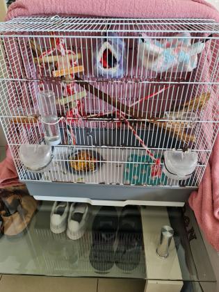 כיסנאי דואה/שוגר גליידר נקבה כמעט