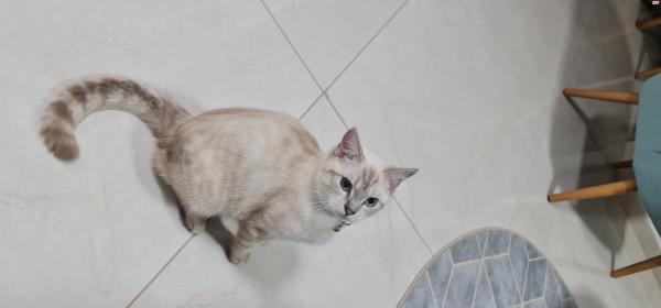 חתול סקוטי סטרייט בן 8