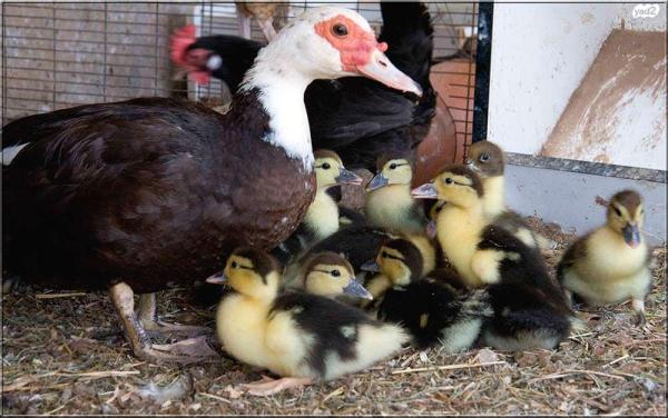 ברווזים ברברים מהממים ומטופלים למכירה