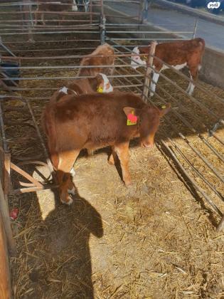 עגלים מעורבים בני 4 חודשיים