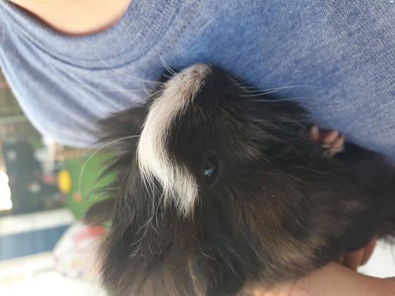 ארנבות ננסיות מהממות ויפייפיות, בנות