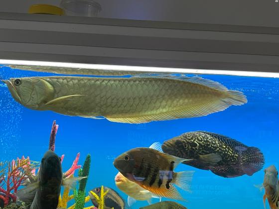 למכירה ארואנה סילבר 60ס״מ 2