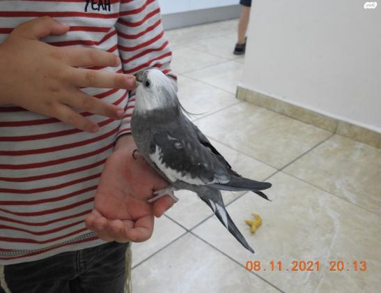 קוקטייל מסוג וויט פייס