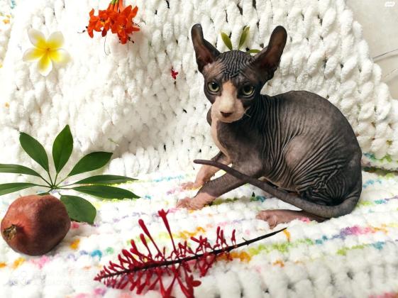 למכירה גורי ספינקס אלף וקנדיים