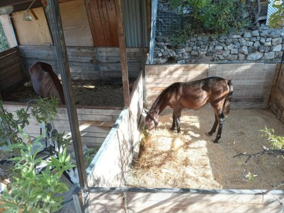 פלטות עצ מסוג אורן מידת
