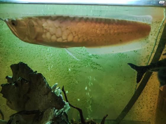 דג ארואנה באורך של כ 30 ס"מ