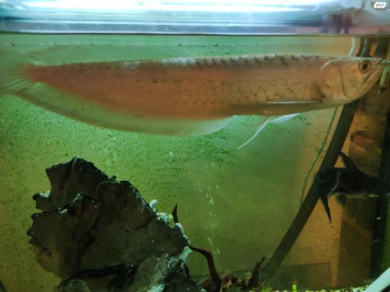 דג ארואנה באורך של כ 30 ס"מ