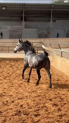 סוס ערבי טהור למכירה בריא