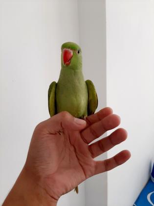 תוכי מסוג דררה האכלת יד,