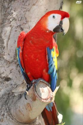 ארה אדומה בן 10 חודשים