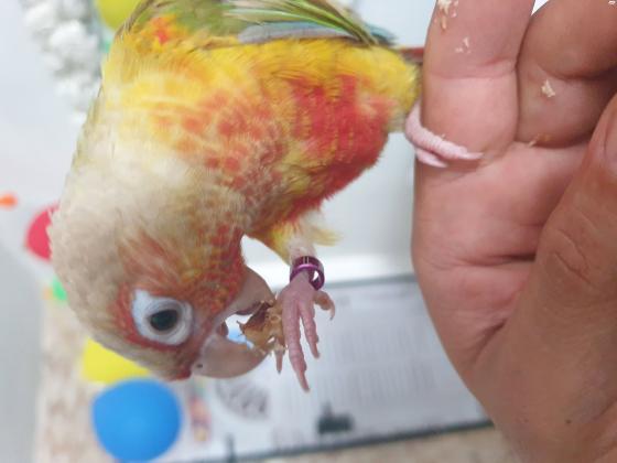 קוניור אננס בן שנה עם טבעת כולל כלוב