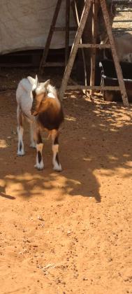 עז ננסי למכירה, יש לנו