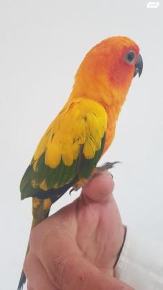 קוניור שמש האכלת יד ברמה