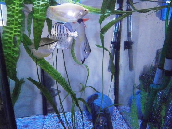 סקטפגוס בן כשנה גדול בריא