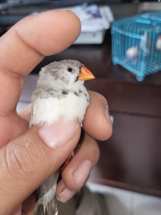 זוג פינק גולדן יפים מאוד