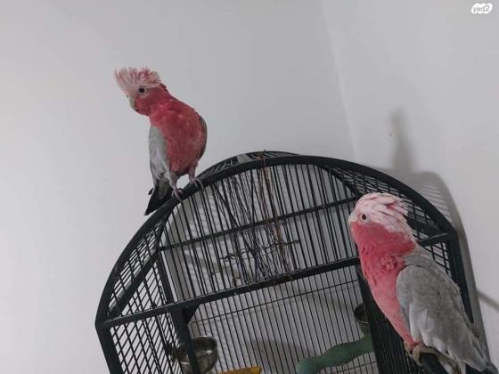 למכירה קקדו גאלה אכלת יד