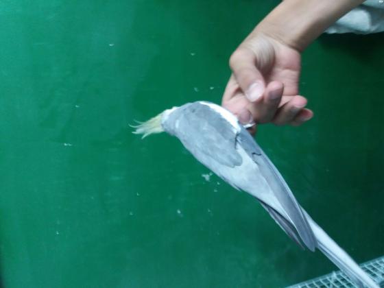 מכירת חיסול!!!למכירה קוקטייל האכלת יד