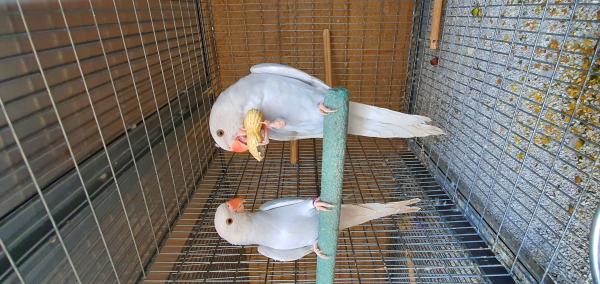 נקבה דררה אלבינו 2021 1800