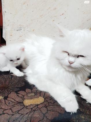 חתולה לבנה כמו חלב בת שנתים