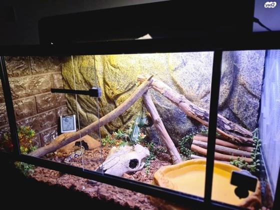 טרריום BOYU 80x45x40 ,שלוש מסתורים