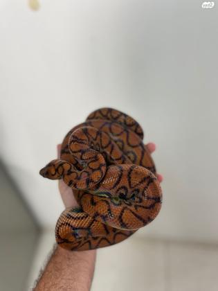 בואה קשת ברזילאי, זכר בוגר