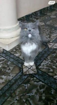 חתולה סקוטי שיער ארוך לא