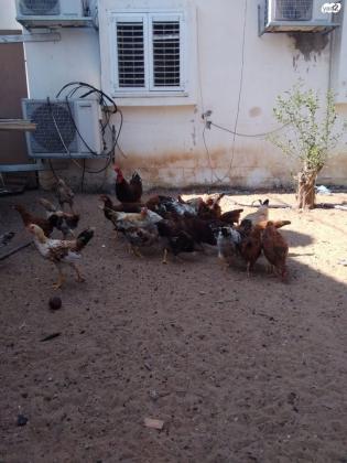 תרנגולות ערביות זכרים +נקבות +אפרוחים