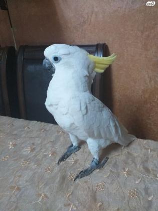 קקדו ציצ צהוב טריטון מהסוג