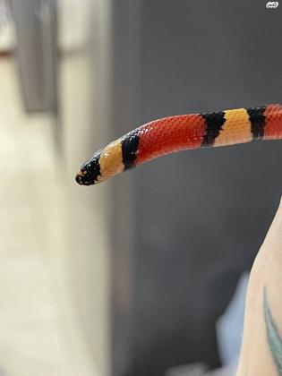 מילק סנייק פאבלון הט אלבינו,