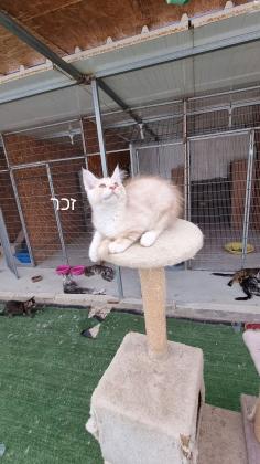 5 גורי מיינקון מדהימים בני