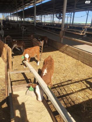 עגלים מעורבים בני 4 חודשיים