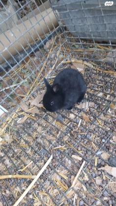 ארנב ננסי ישראלי 100 שקל