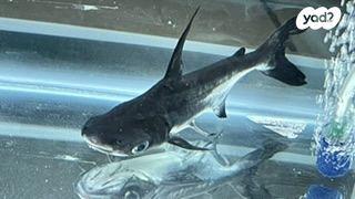 דג כריש גודל 17 ס״מ