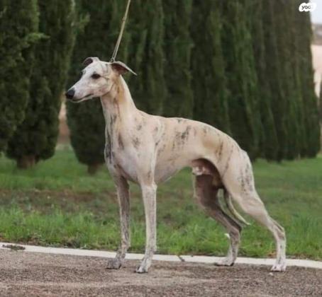 גורי וויפט מתועדים ומדהימים, צאצאים