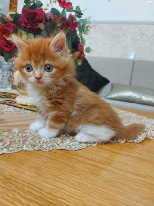 חתולים מסוג שיראזי ,גיל חודש וחצי