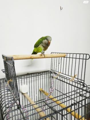 תוכי קוואקר האכלת יד מטובע בן חצי שנה