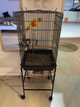 גרינציק אננס יפיפה אכלת יד