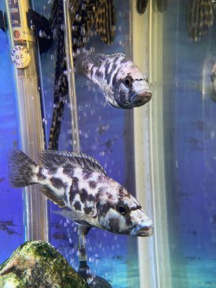 2 דגי ציקליד חייל