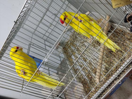 2 זוגות קקריקים צהובים למכירה