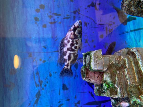 2 דגי ציקליד חייל