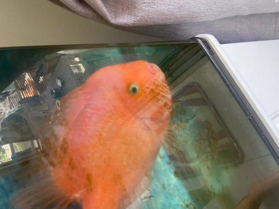 דג תוכי דם ענק צבע יפיפה