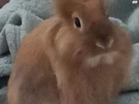 ג'ינג'י, מלא חיבה, חמוד, אוהב