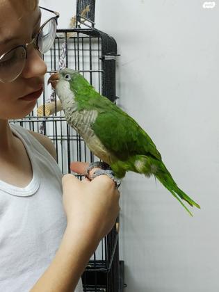 תוכי קוואקר האכלת יד מטובע בן חצי שנה