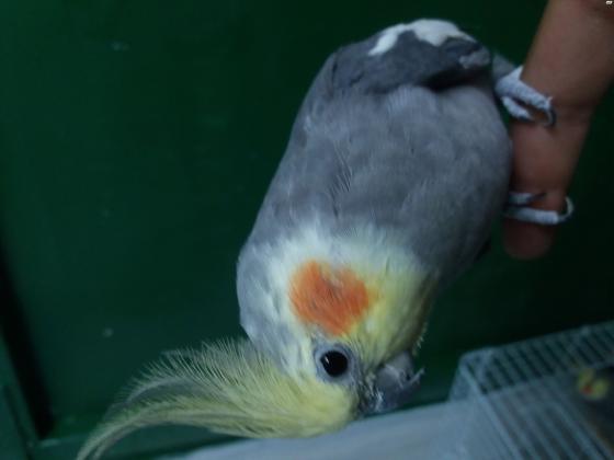 מכירת חיסול!!!למכירה קוקטייל האכלת יד