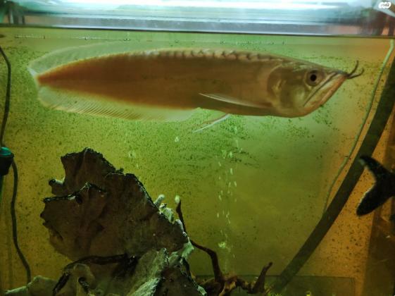 דג ארואנה באורך של כ 30 ס"מ