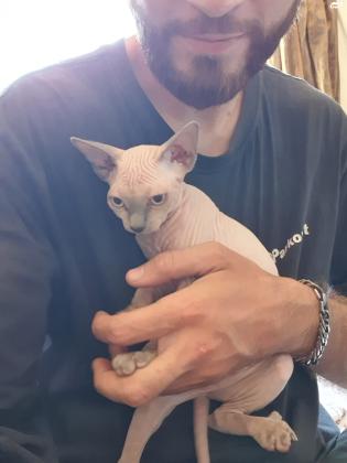 למכירה חתולי ספינקס בני 5 חודשים מבת ים