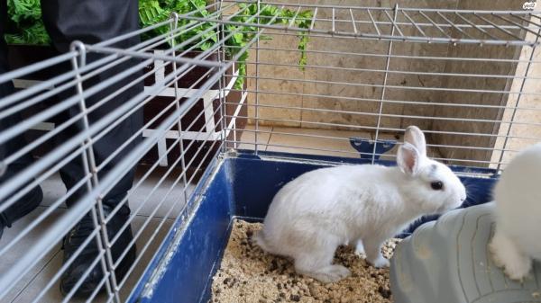 למכירה כלוב ארנבים גדול כולל