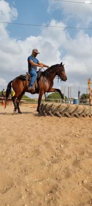 סוס סינגל פוט בן 3