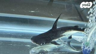 דג כריש גודל 17 ס״מ