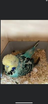 זוגות תוכון אנגלי (תוכון התערוכה)